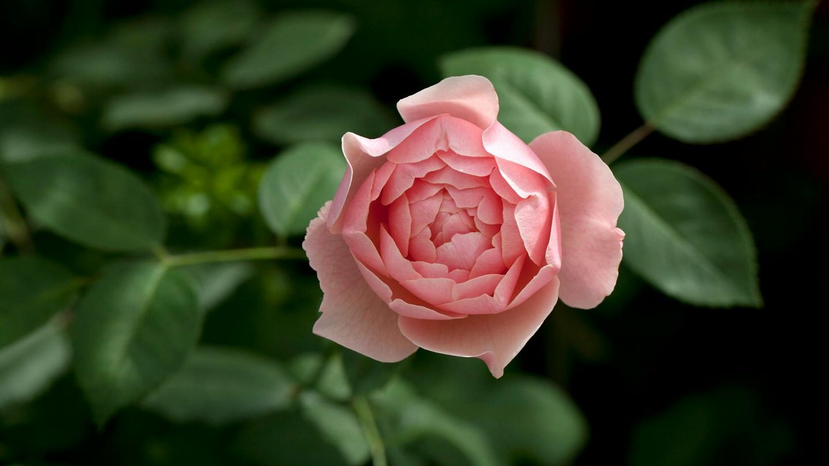 planting rose timing