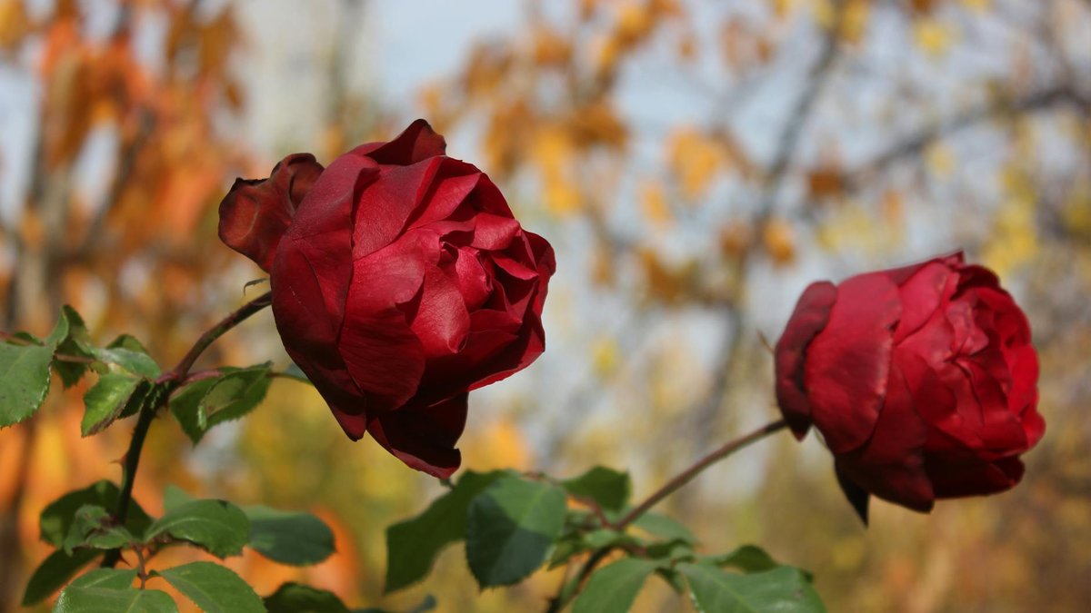 autumn rose planting