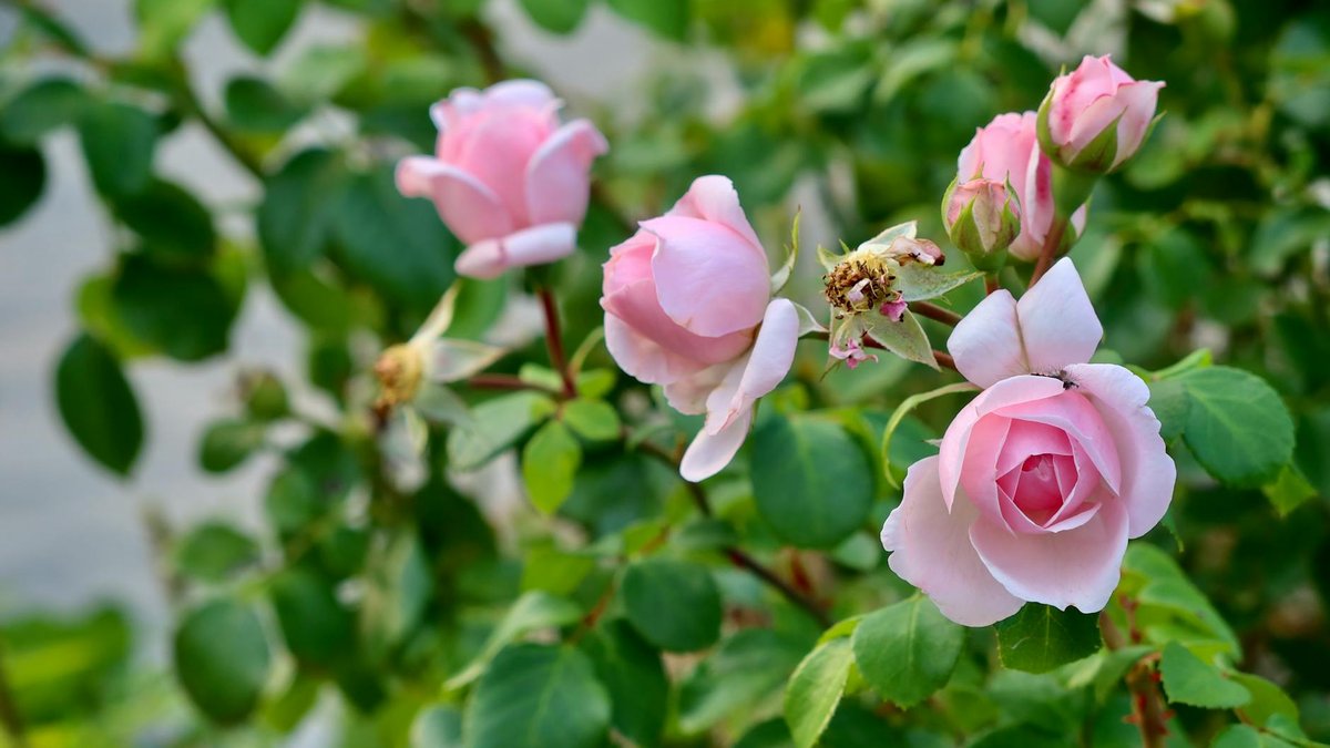 spring rose planting