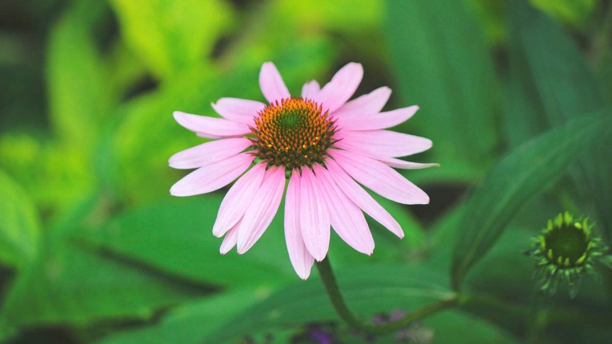 Echinacea purpurea flower