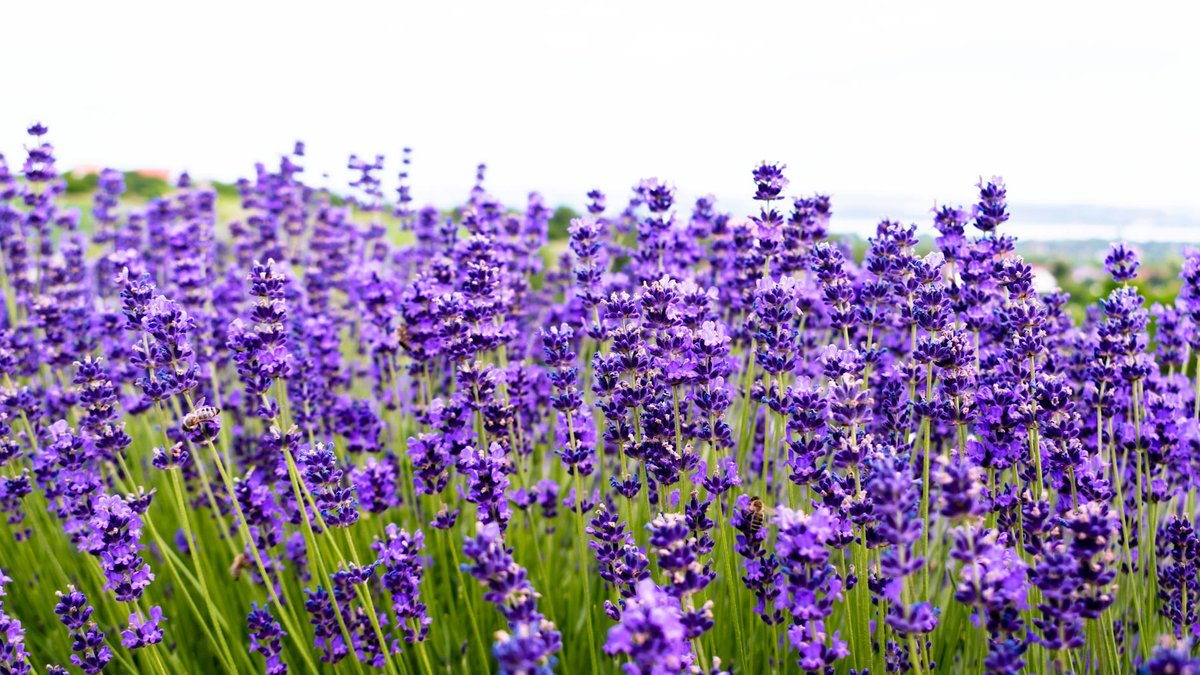 lavender plant field