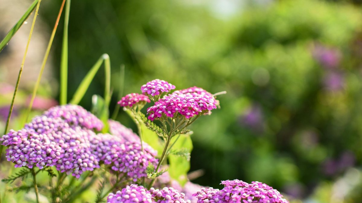 Achillea millefolium flowers