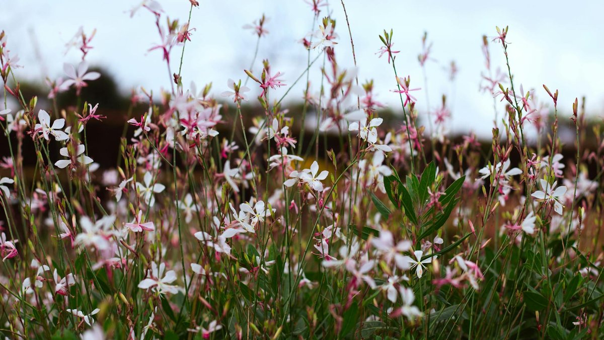 Gaura lindheimeri plant