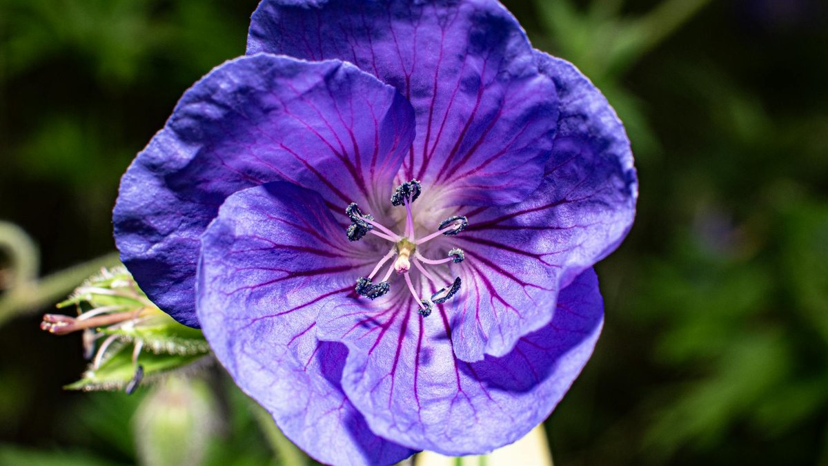Geranium Rozanne