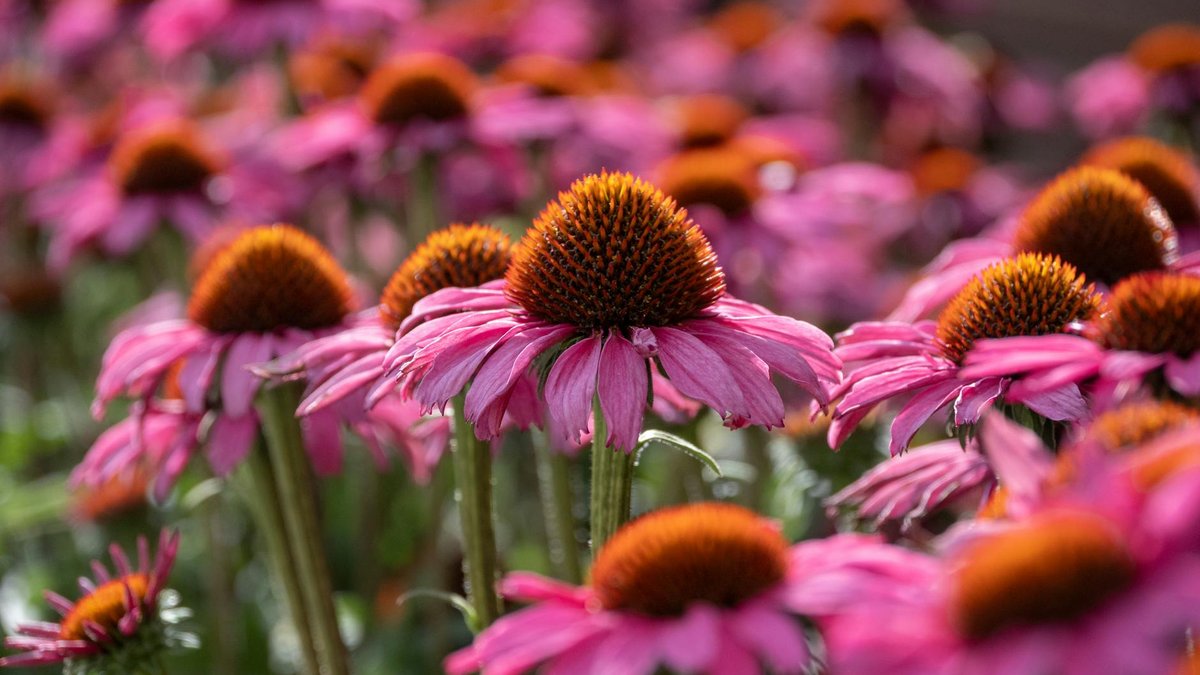 Echinacea purpurea