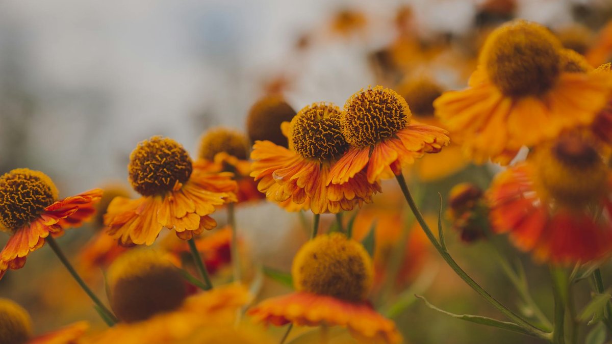 Helenium flowers