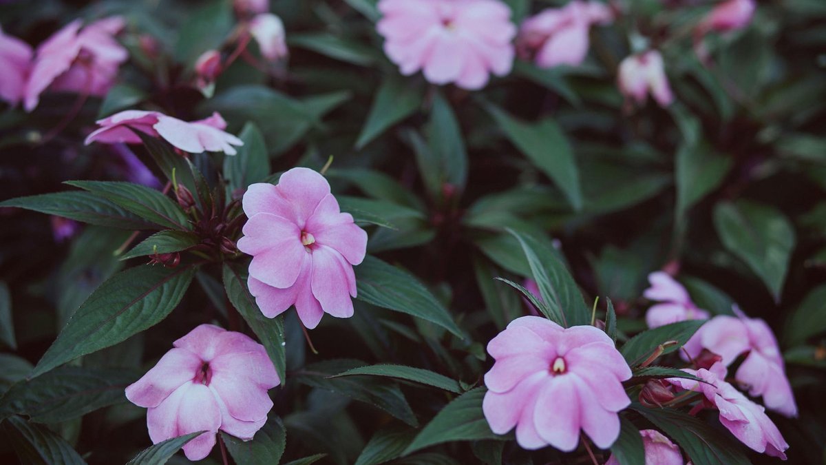 impatiens disease