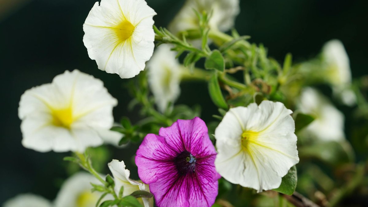 petunia deadheading