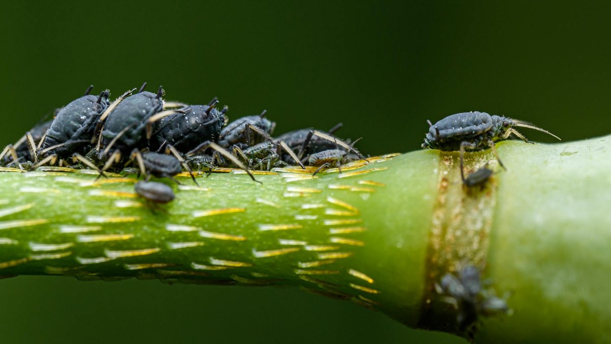 nasturtium aphids