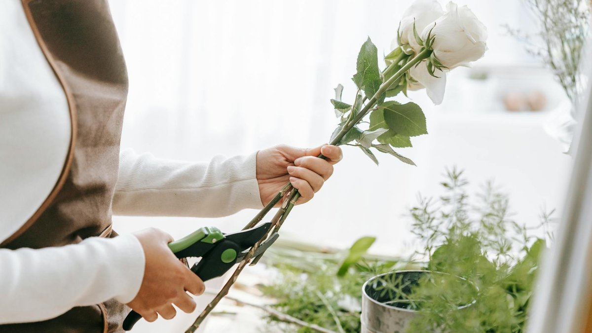 pruning rose bush