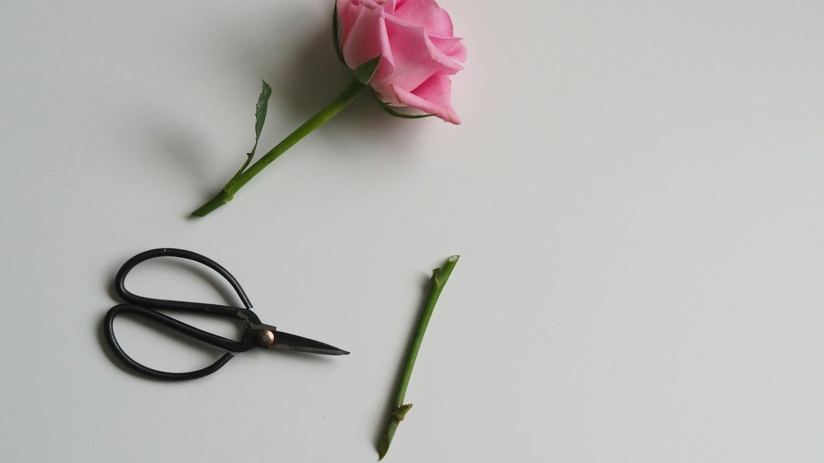 rose branch cutting