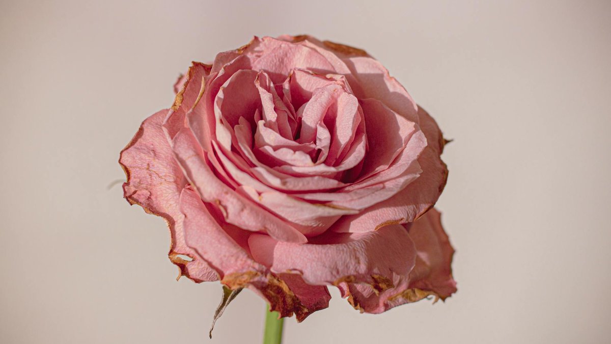 faded rose removal