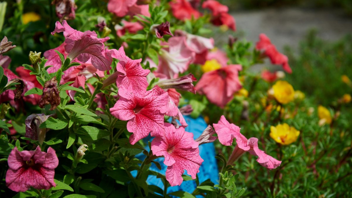 garden flowers