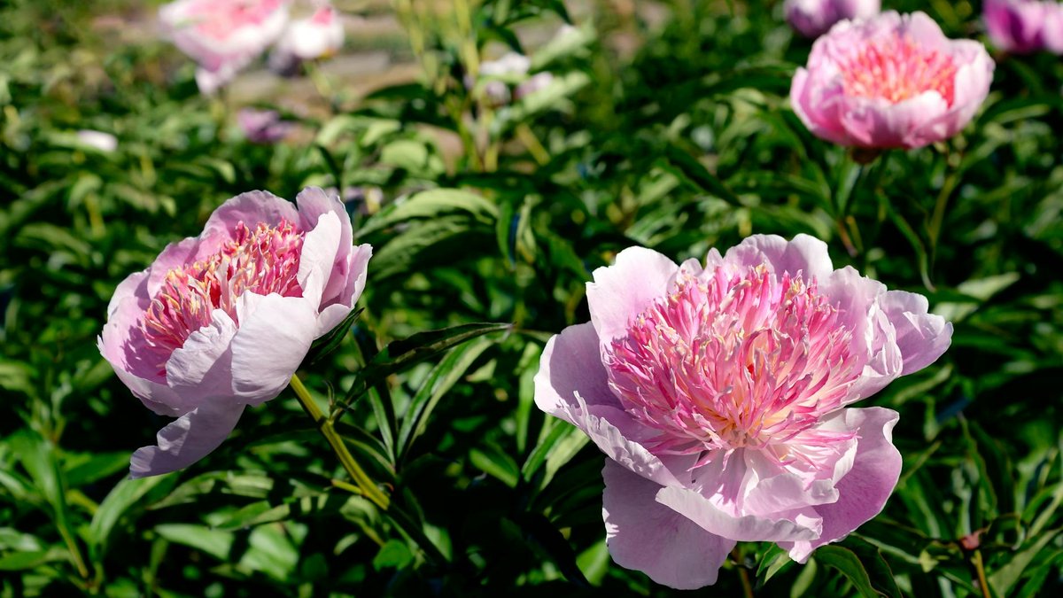 peonies planting depth
