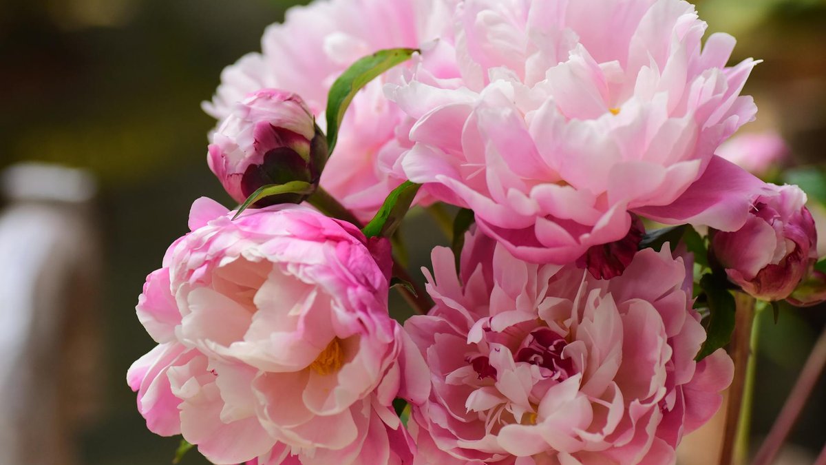 peonies spring planting