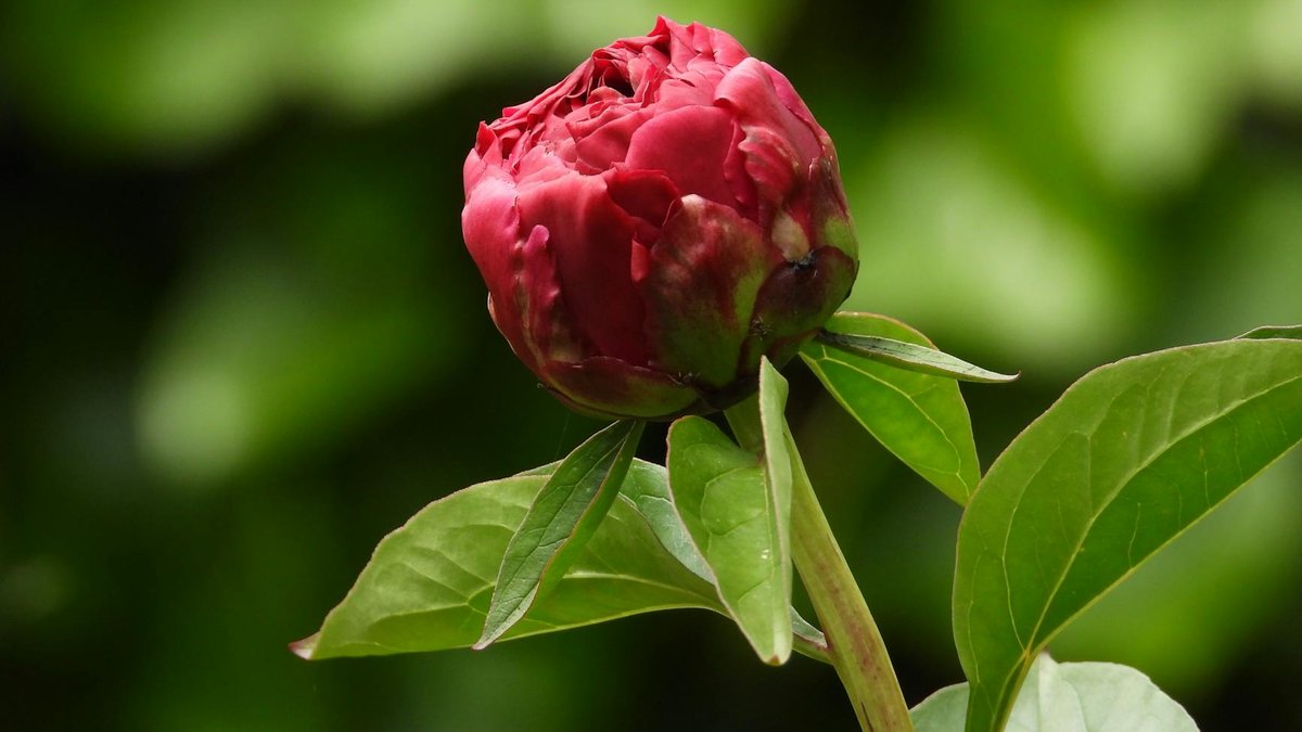peonies buds sunny location