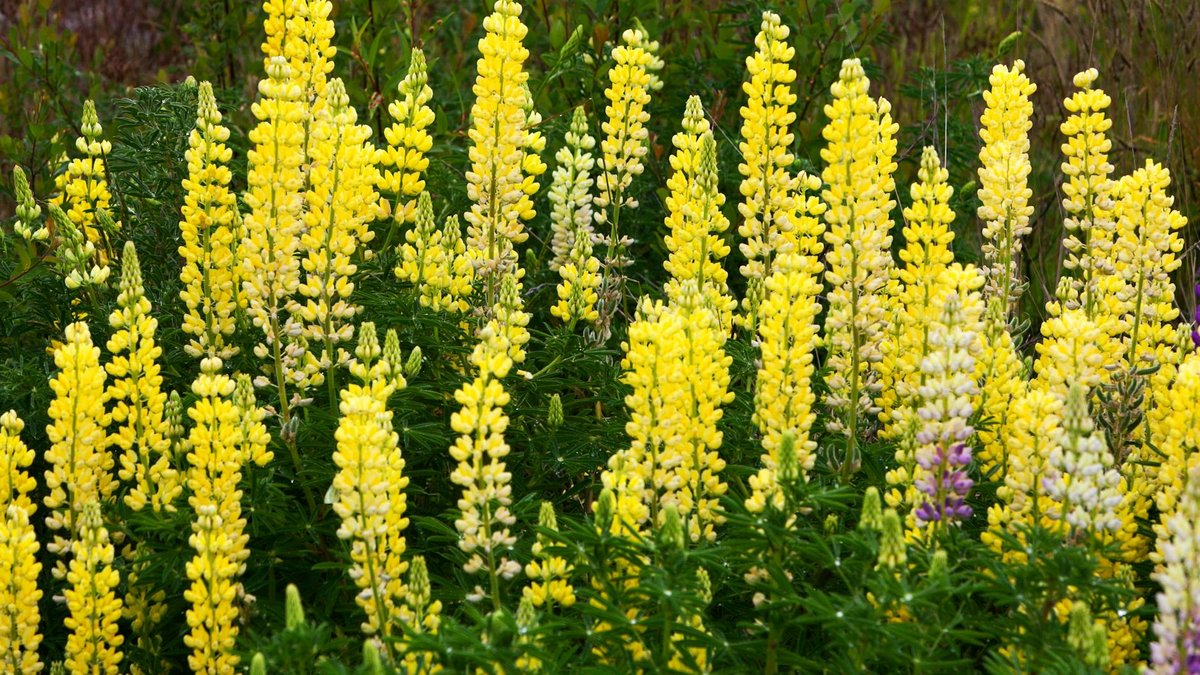 lupine flowers