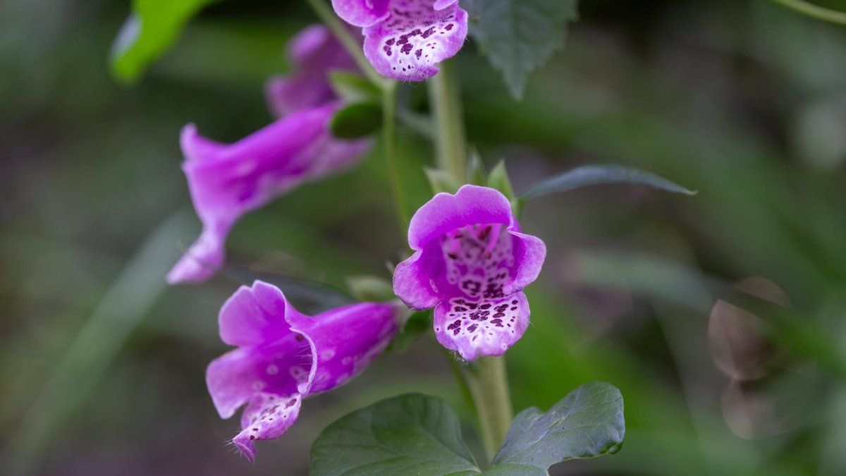 foxglove flowers