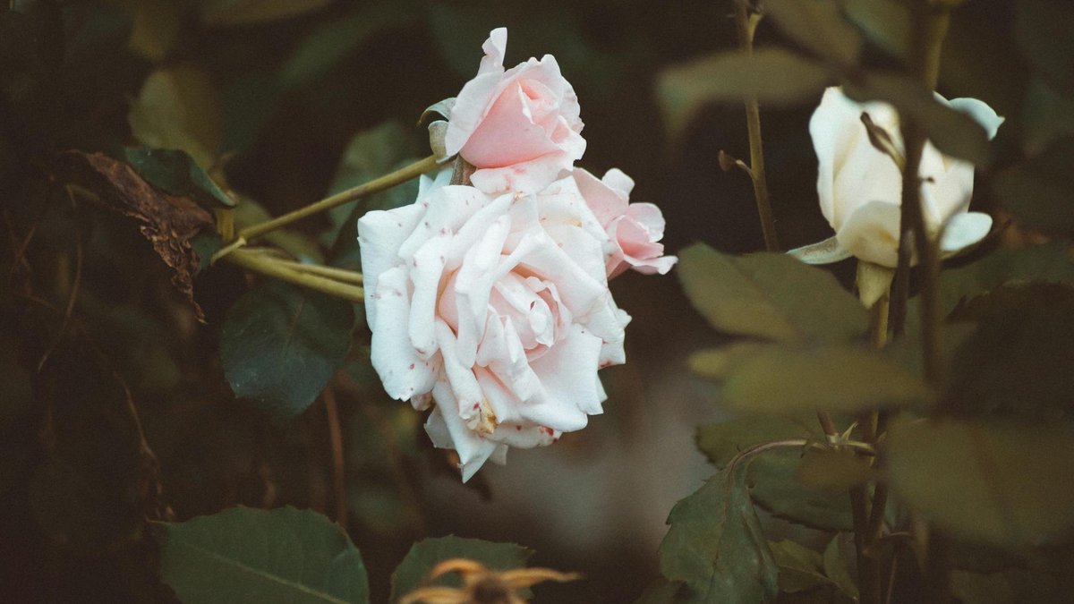 English rose