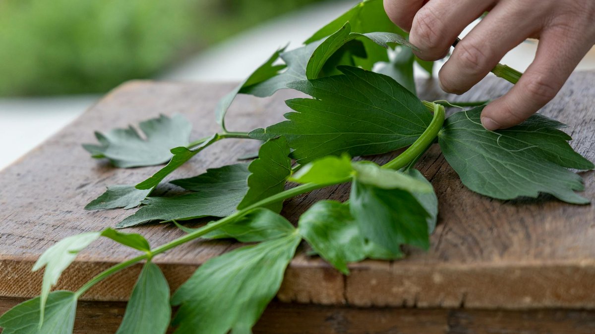 lovage herb garden