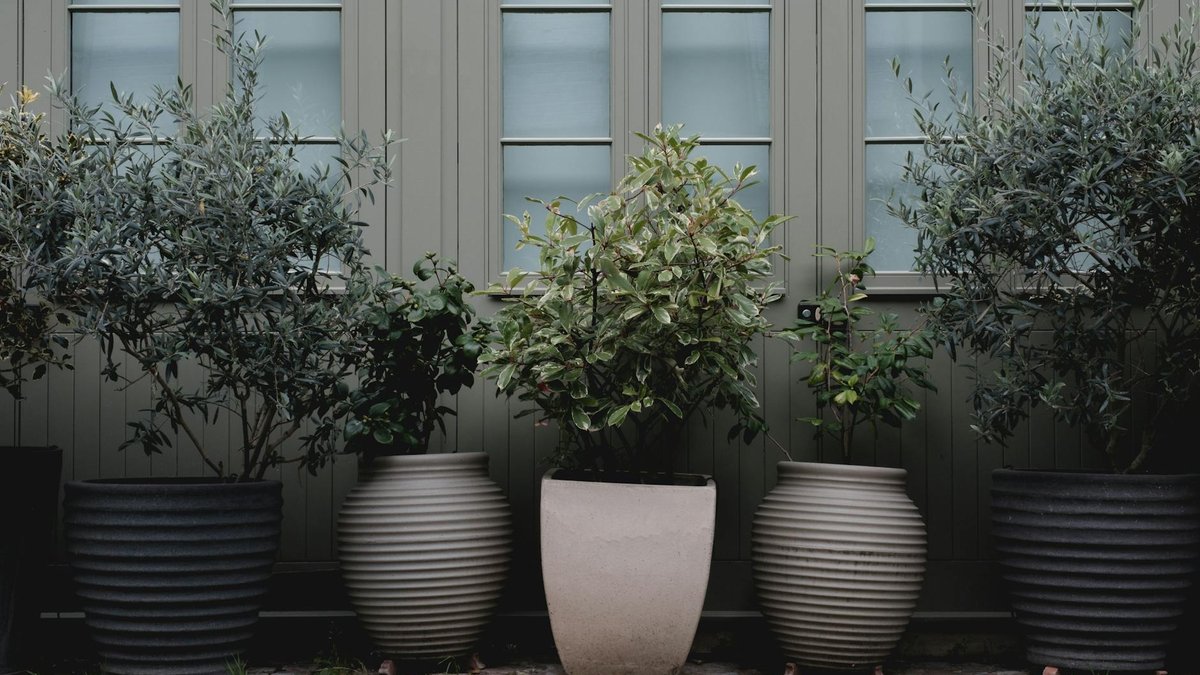 olive tree pot