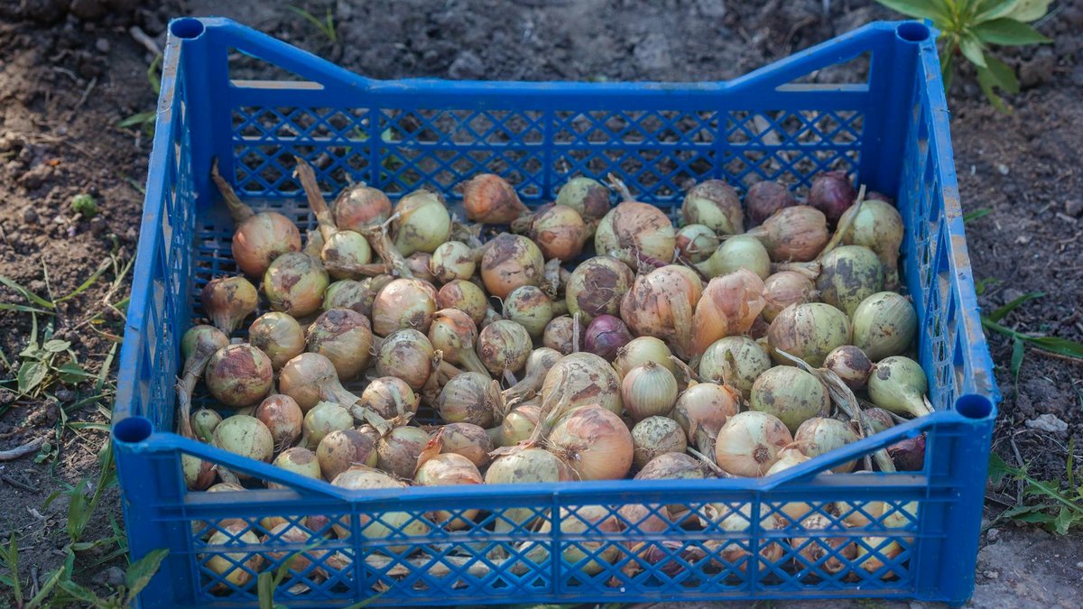 onion garden harvest