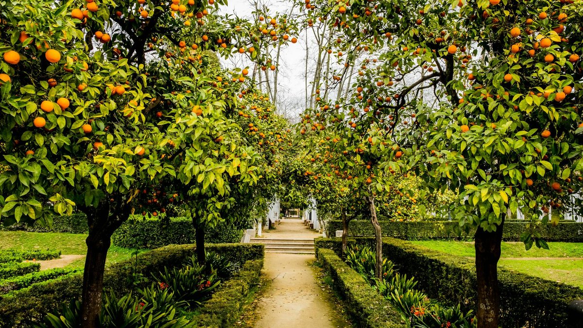 orange tree garden
