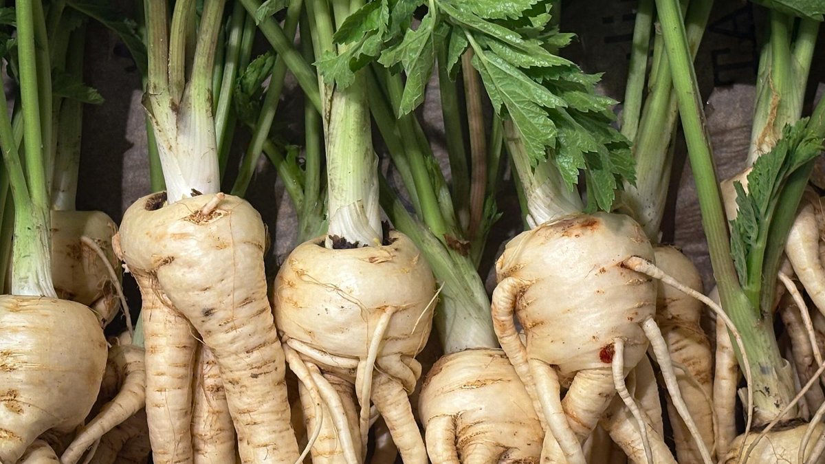 parsnip harvest garden