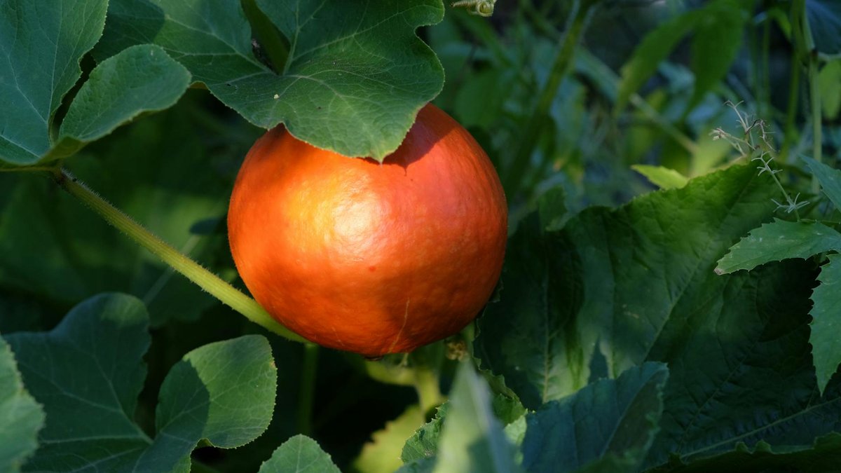 pumpkin compost garden