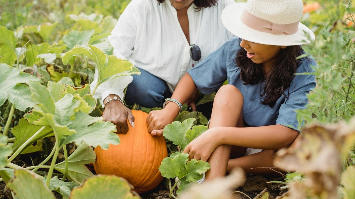 pumpkin garden growing