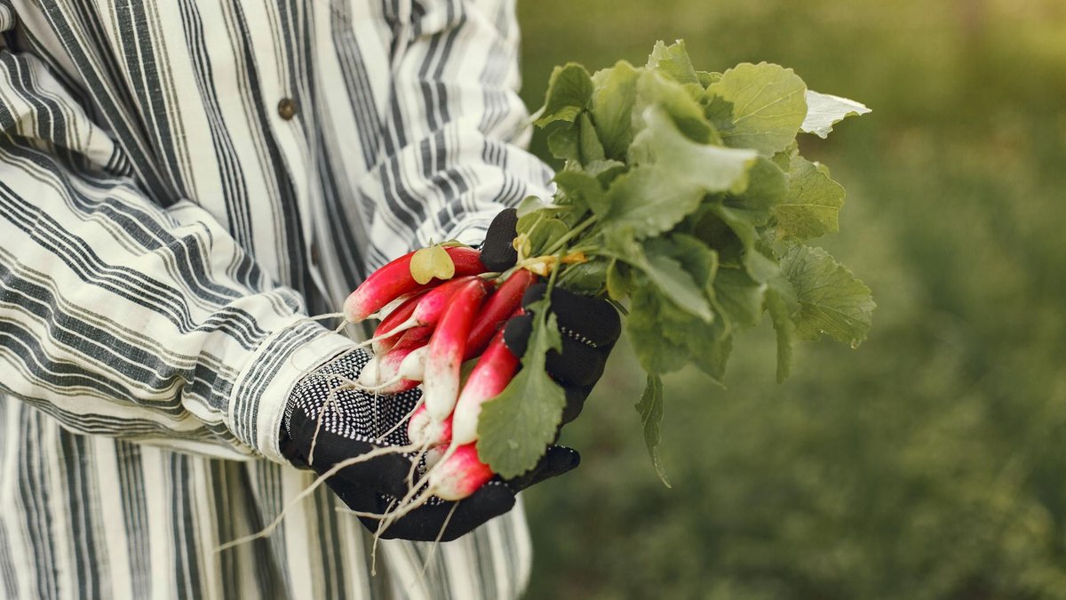 radish garden