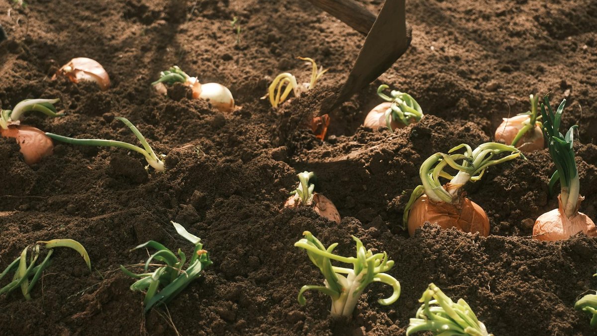 regrow vegetables