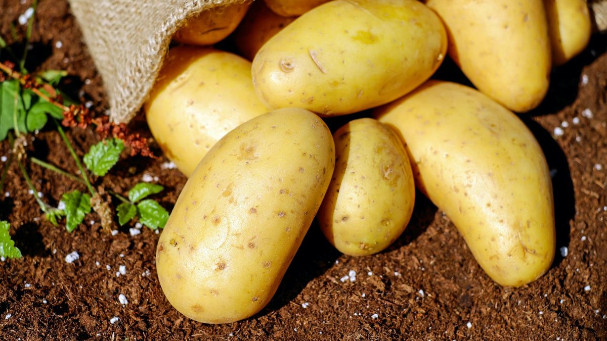 potato harvest garden