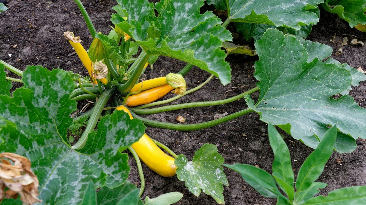 zucchini plant