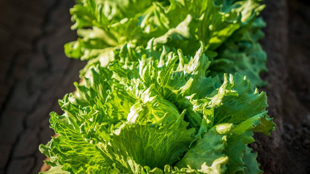 lettuce garden