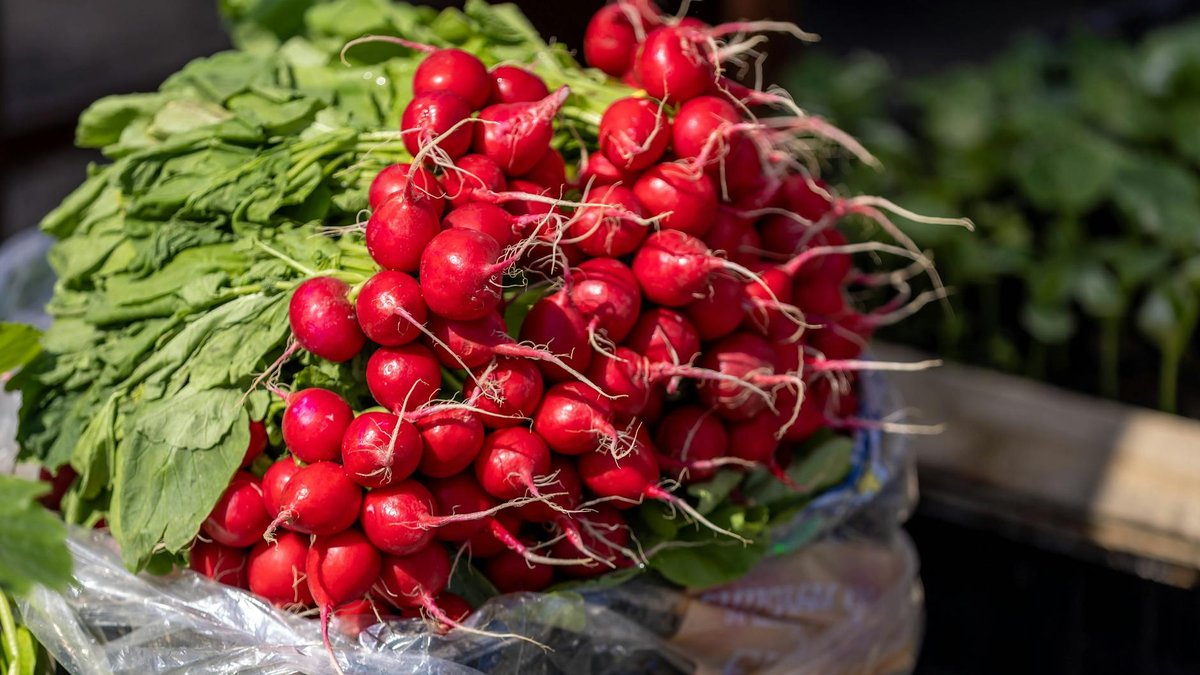 radish vegetable