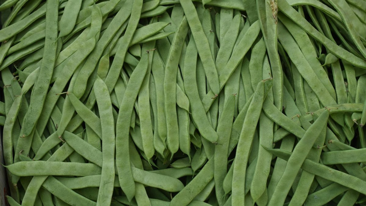 green beans plant
