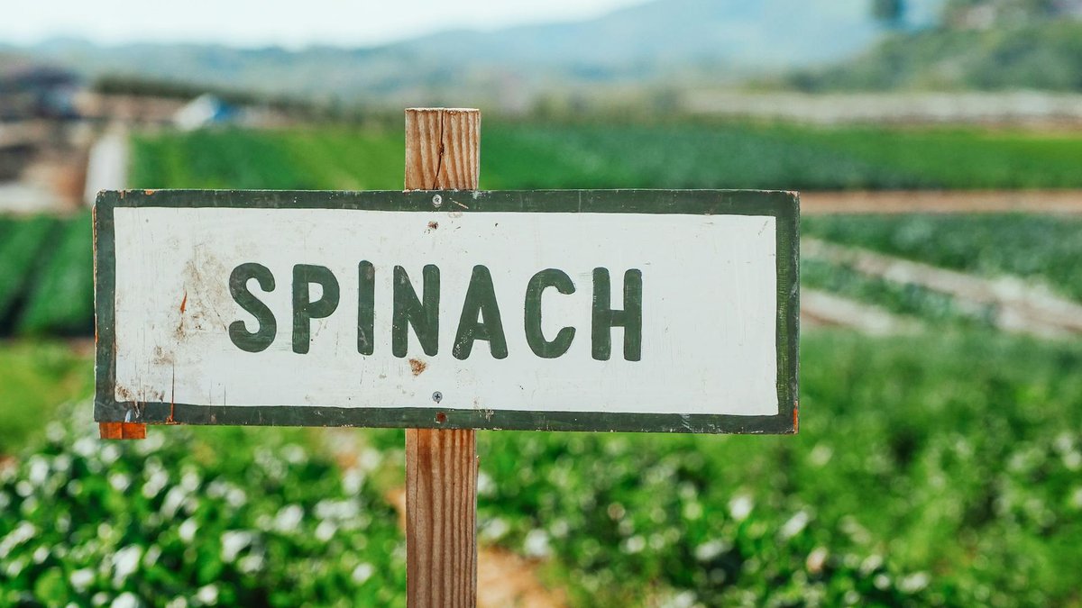 spinach garden
