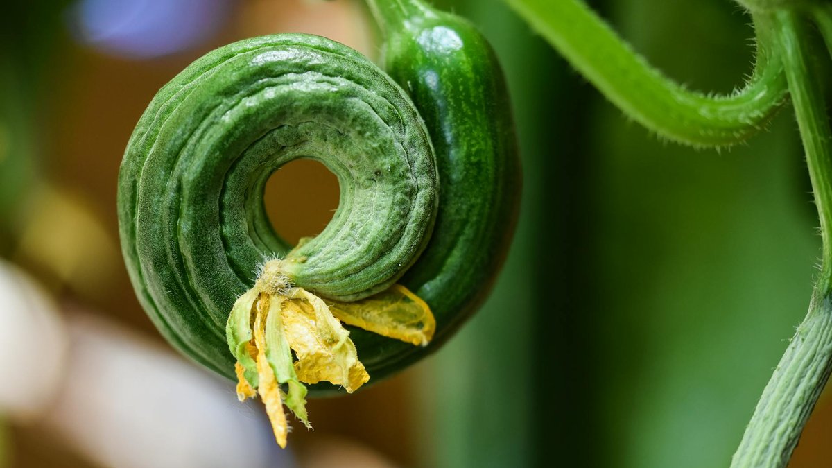 cucumber plant