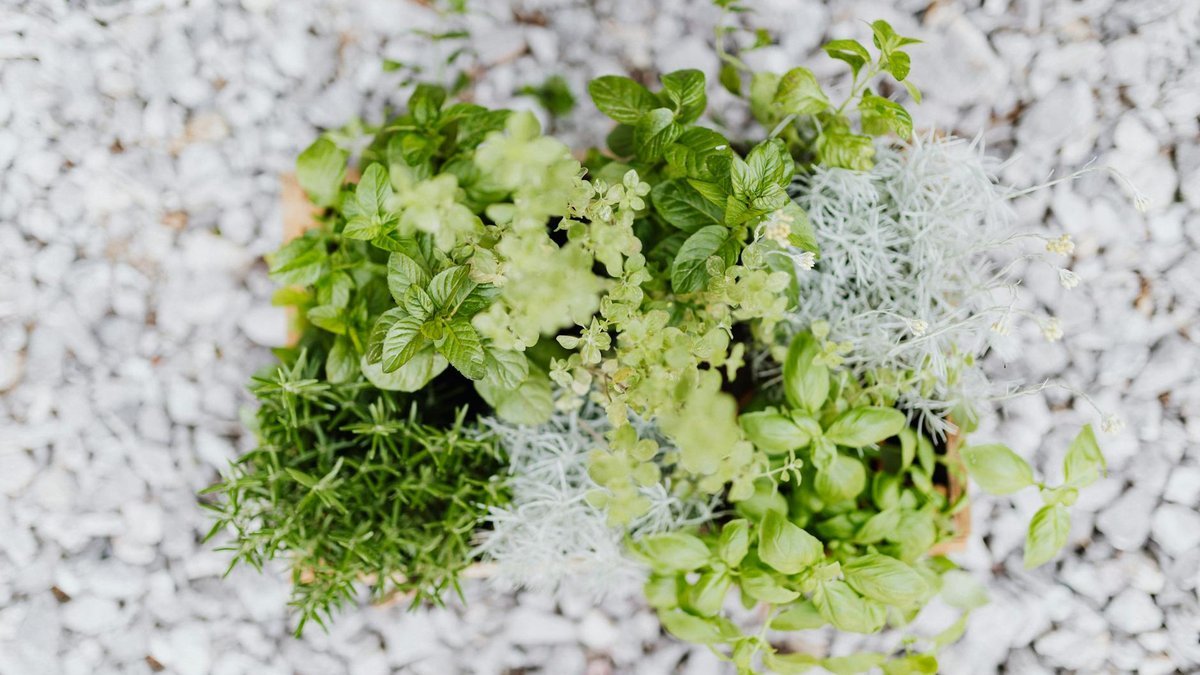 herbs garden
