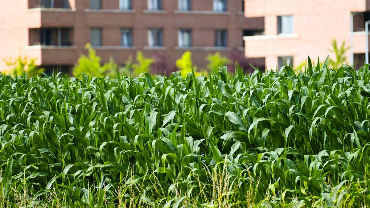 corn field garden