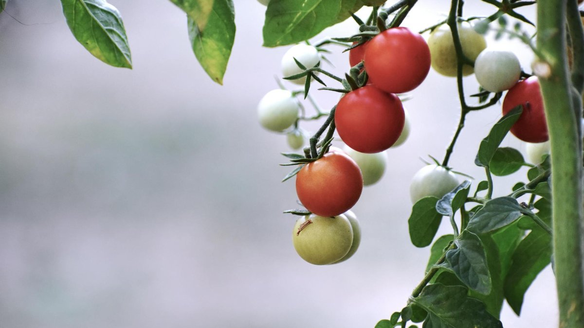 tomato plant garden