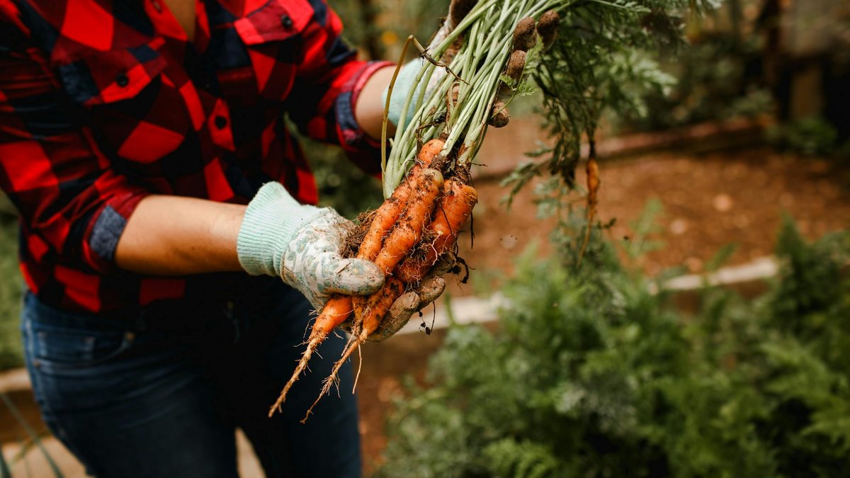 carrot harvest garden