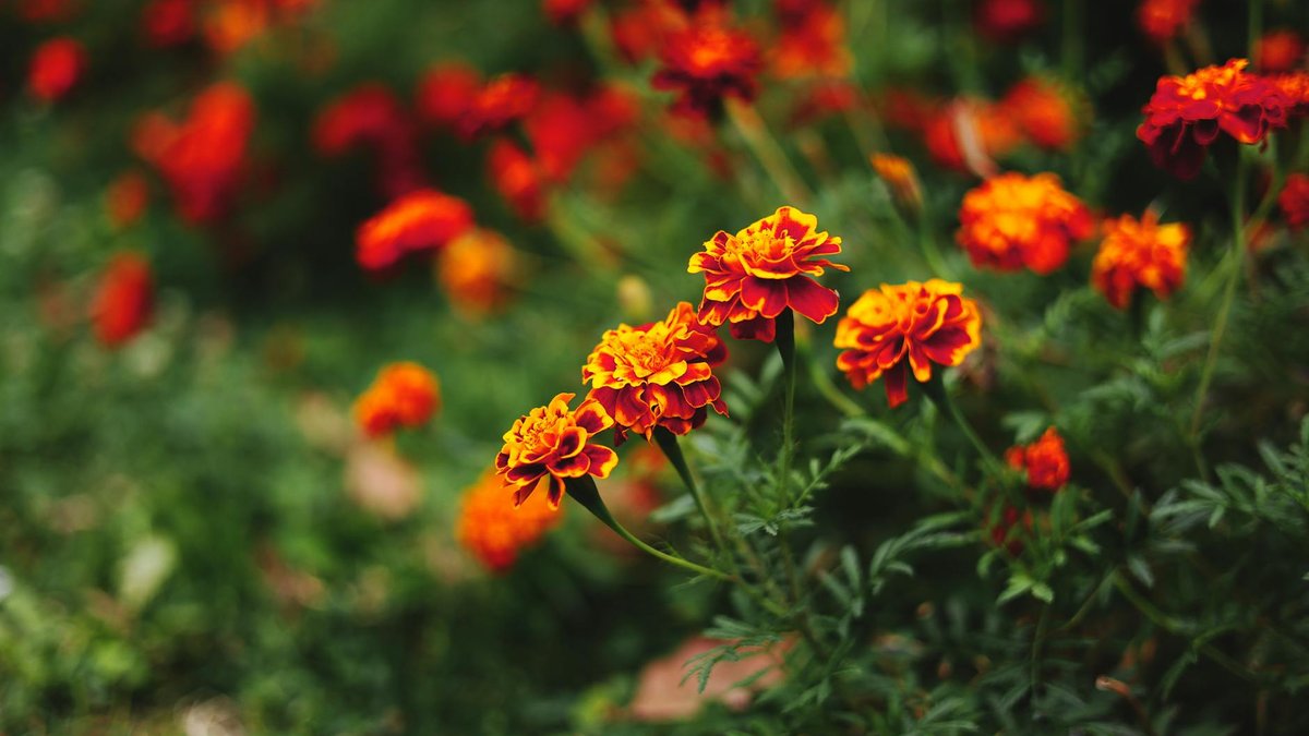 marigold flowers garden