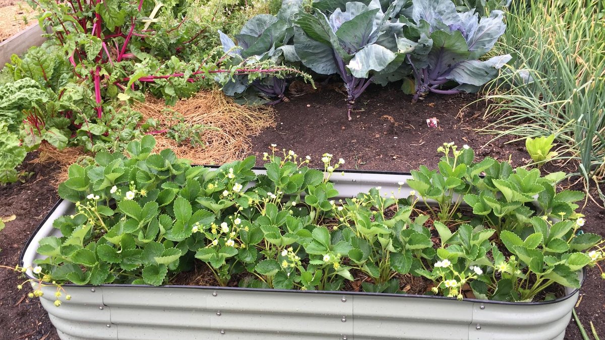 raised bed garden design