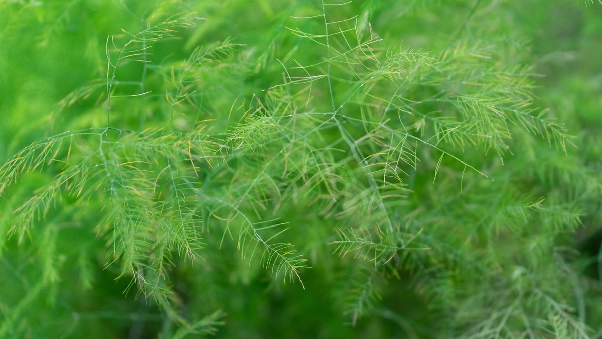 asparagus garden