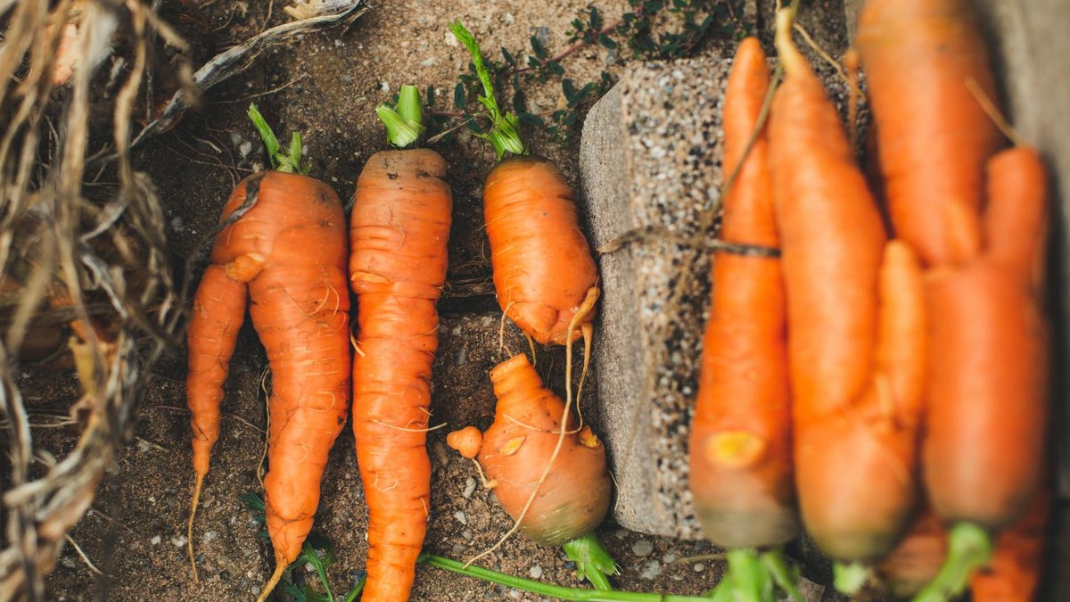 carrot container garden