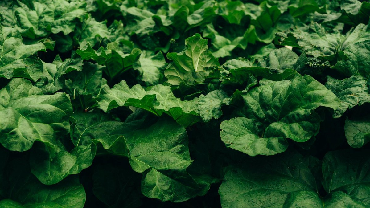 rhubarb plant