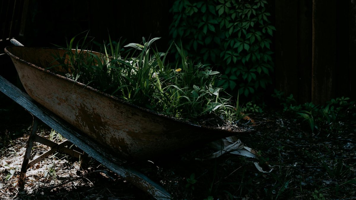 shade garden vegetables