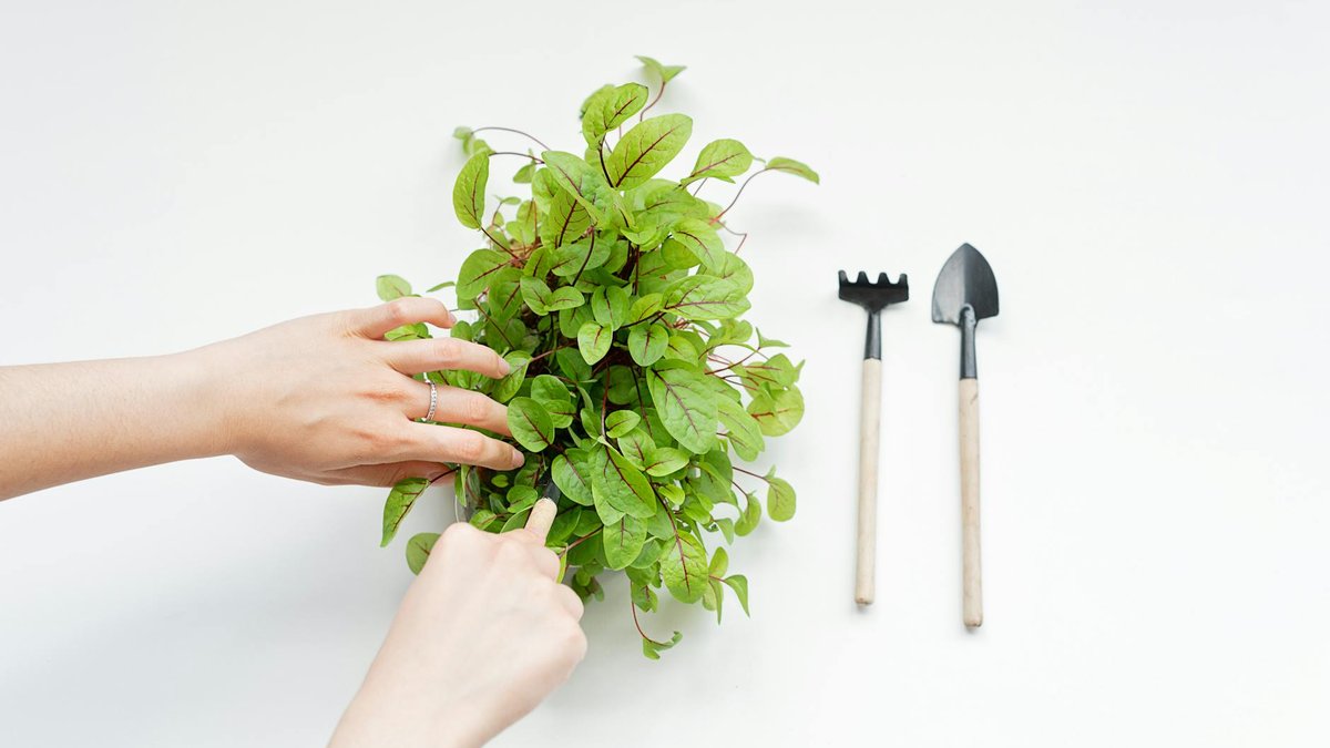 sorrel herb